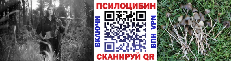 мега Лыткарино Галлюциногенные грибы Psilocybine cubensis